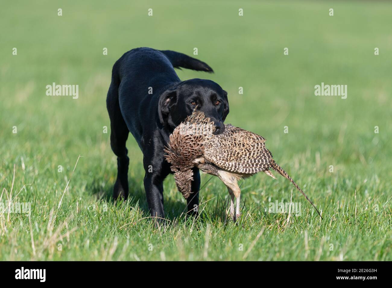 Black Labrador Retriever Retrieving Game High Resolution Stock ...