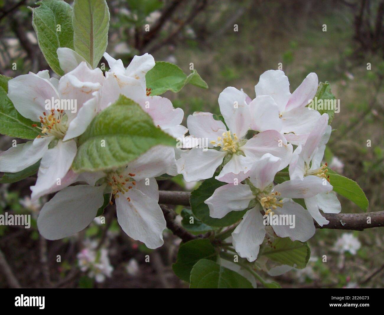 Closeup shot of beautiful melastomataceae flowers in a garden Stock Photo