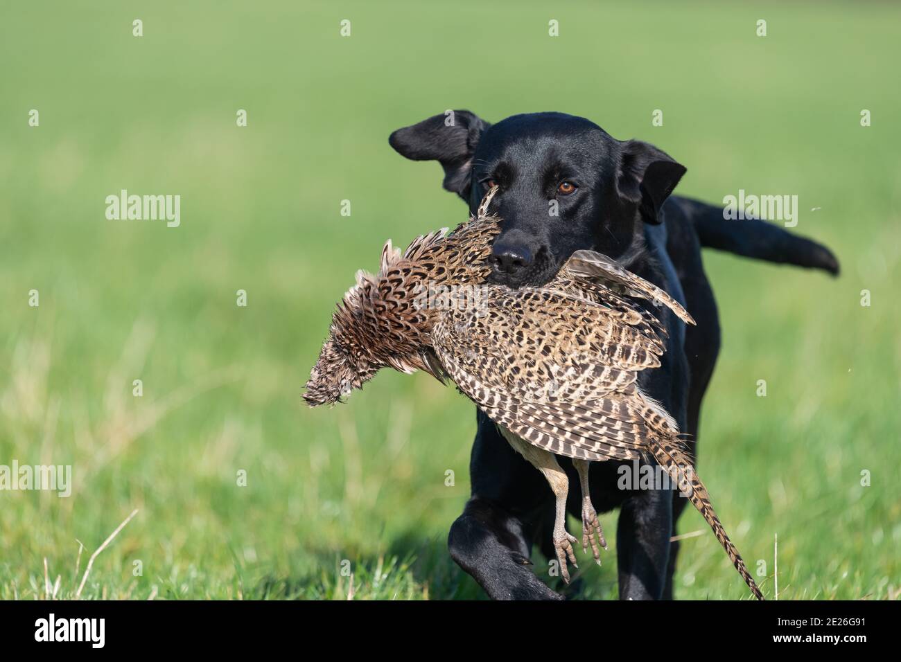 Page 3 Labrador Retriever Hunting High Resolution Stock Photography And Images Alamy