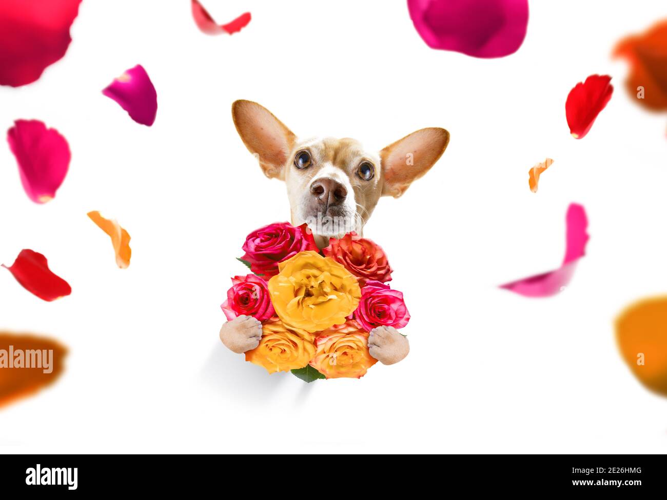 valentines mothers and fathers day chihuahua dog  with love flowers, isolated on white background or wedding Stock Photo
