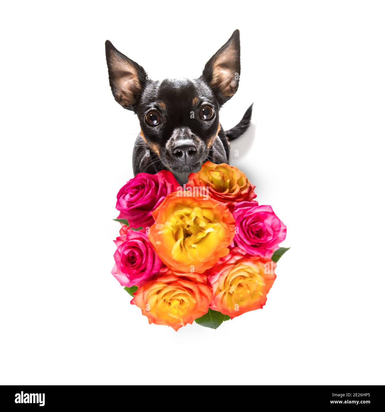 valentines mothers and fathers day prague ratter dog  with love flowers, isolated on white background or wedding Stock Photo