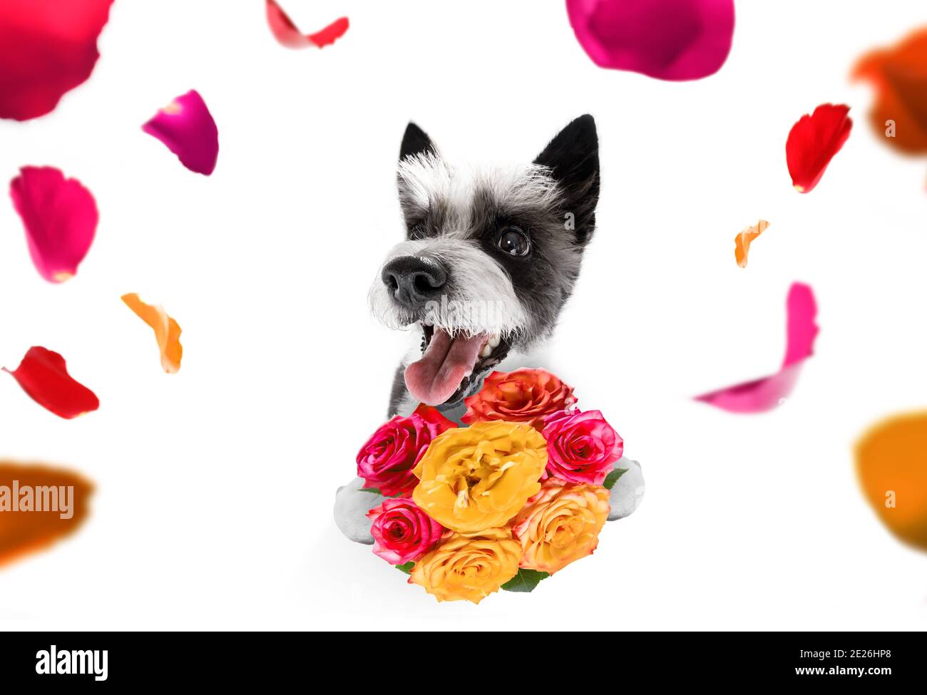 valentines mothers and fathers day poodle dog  with love flowers, isolated on white background or wedding Stock Photo