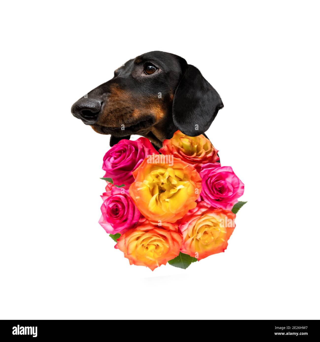 valentines mothers and fathers day dachshund sausage dog  with love flowers, isolated on white background or wedding Stock Photo