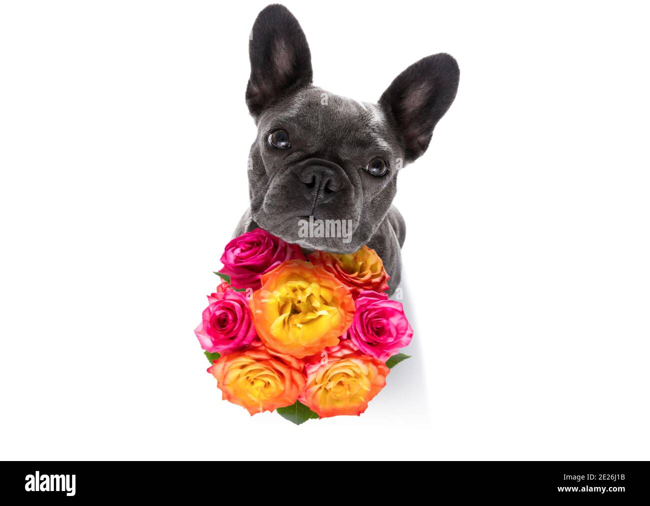 valentines mothers and fathers day french bulldog dog  with love flowers, isolated on white background or wedding Stock Photo
