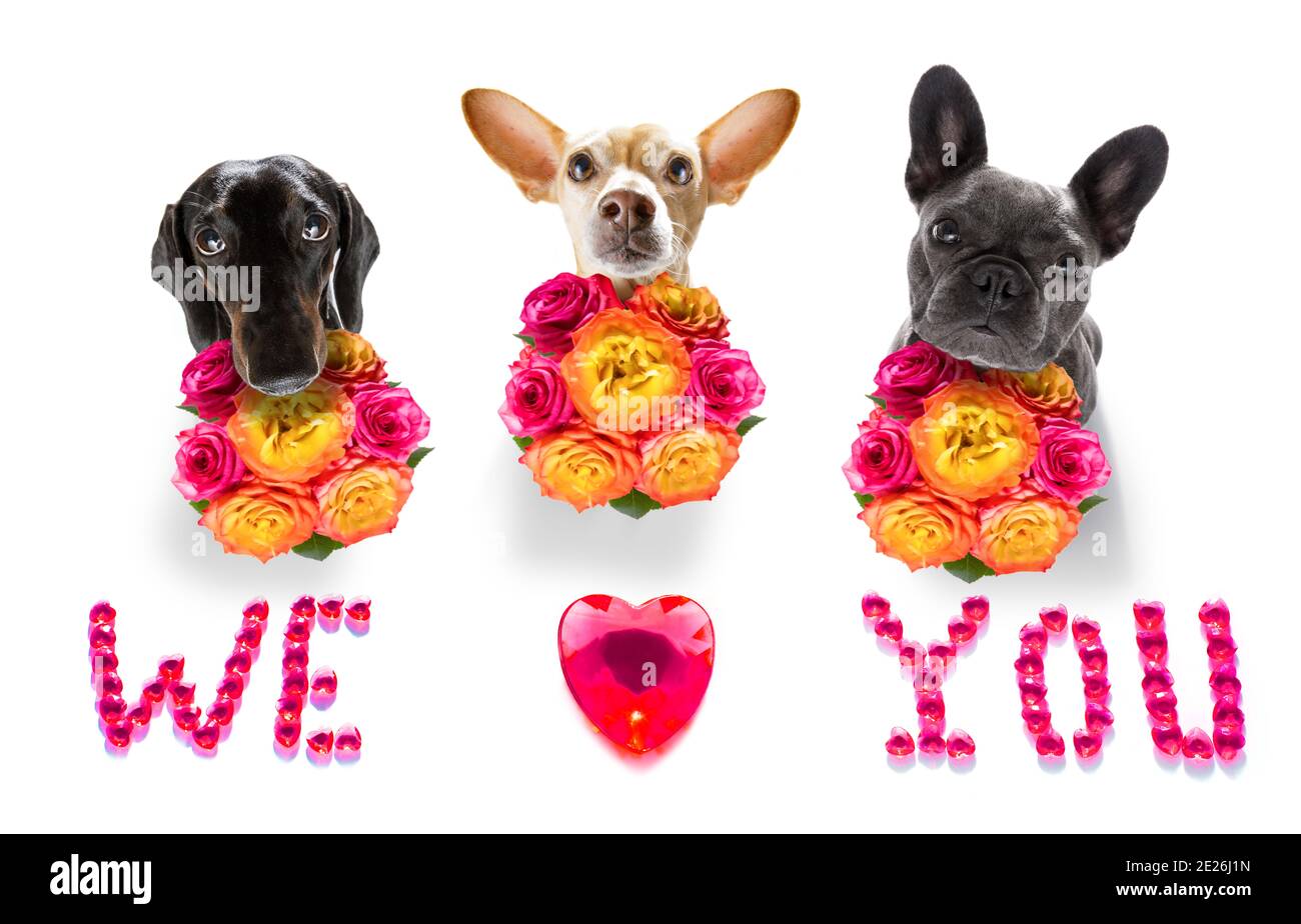 valentines mothers and fathers day group of dogs with love flowers, isolated on white background or wedding Stock Photo