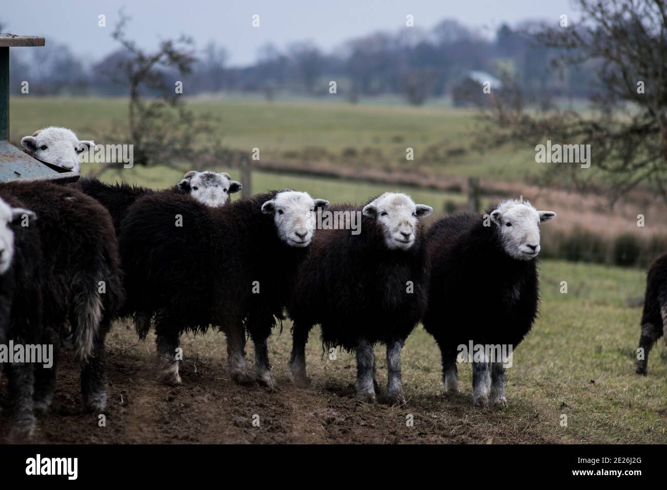 Herdwick sheep in the Lake District Stock Photo