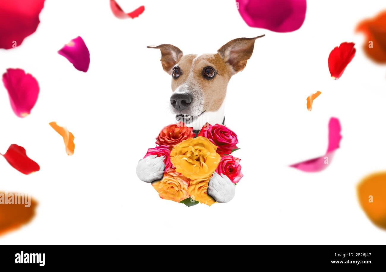 valentines mothers and fathers day jack russell dog  with love flowers, isolated on white background or wedding Stock Photo