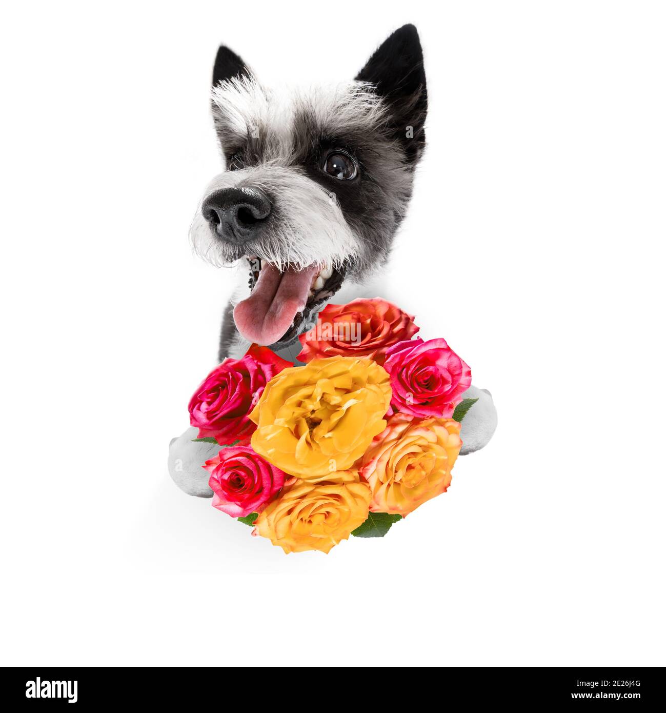 valentines mothers and fathers day poodle dog  with love flowers, isolated on white background or wedding Stock Photo