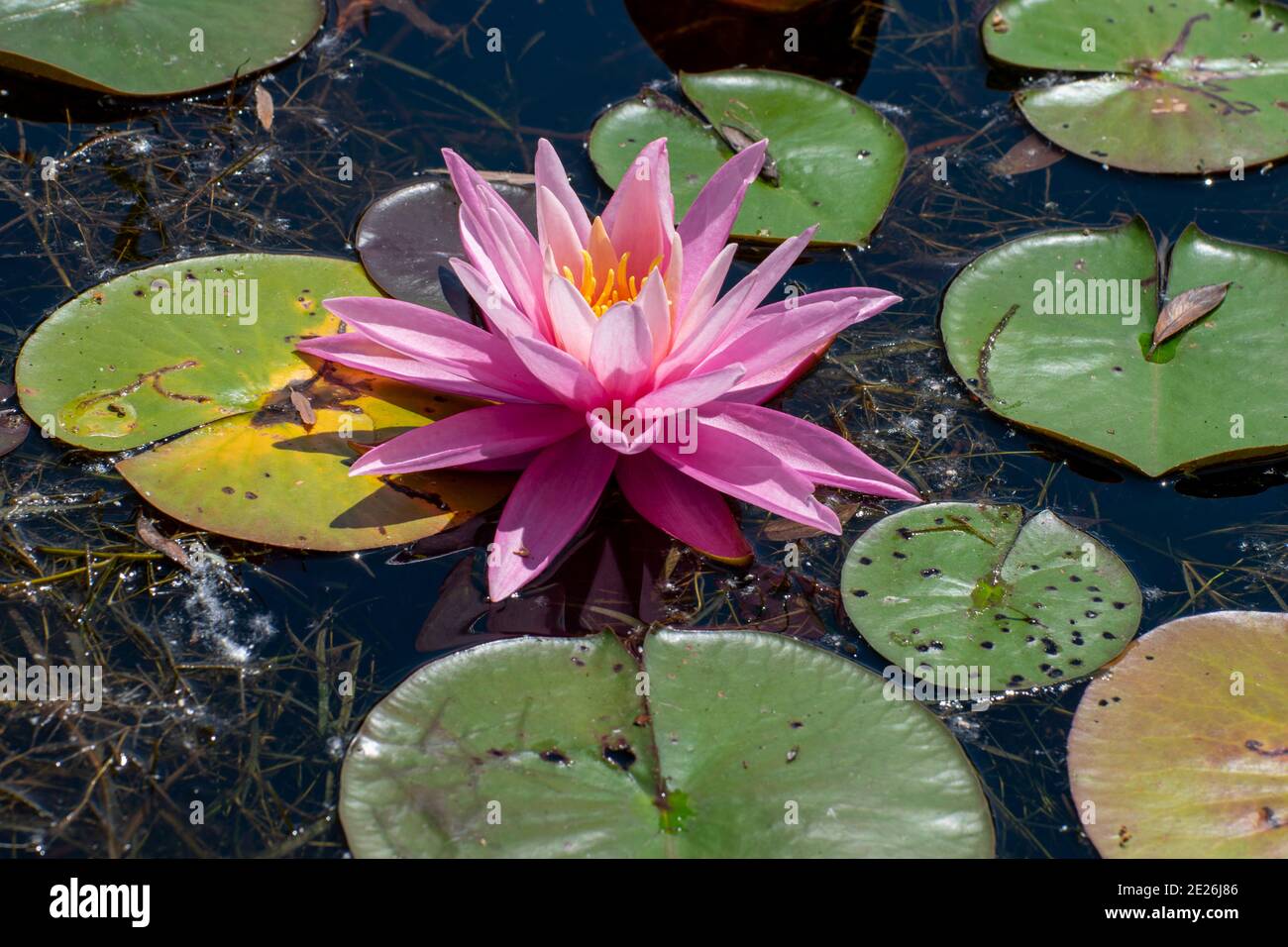 Pink Water Lily floating in the water by lily pads Stock Photo - Alamy