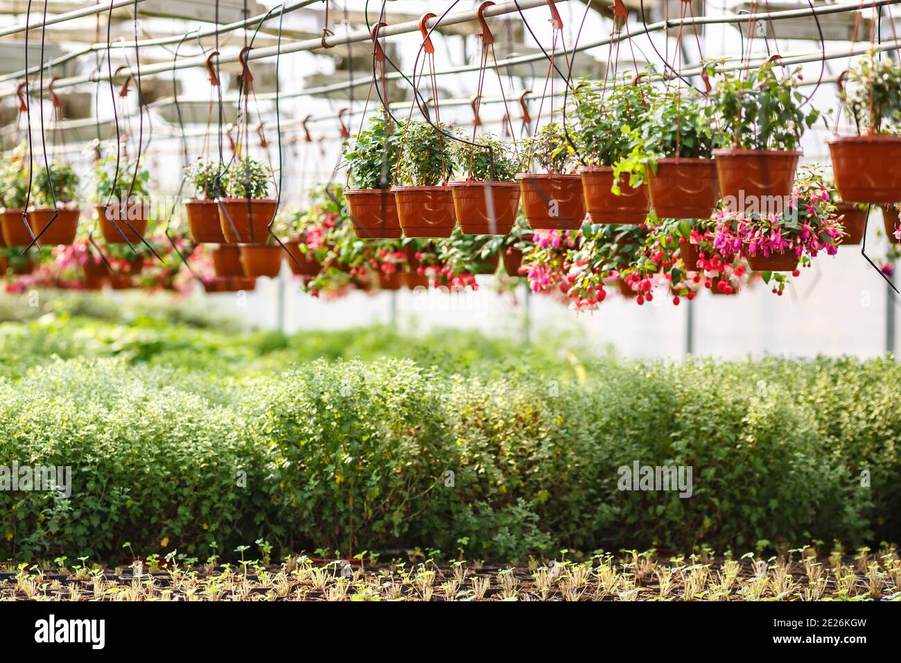rows of young flowers in greenhouse with a lot of indoor plants on plantation Stock Photo