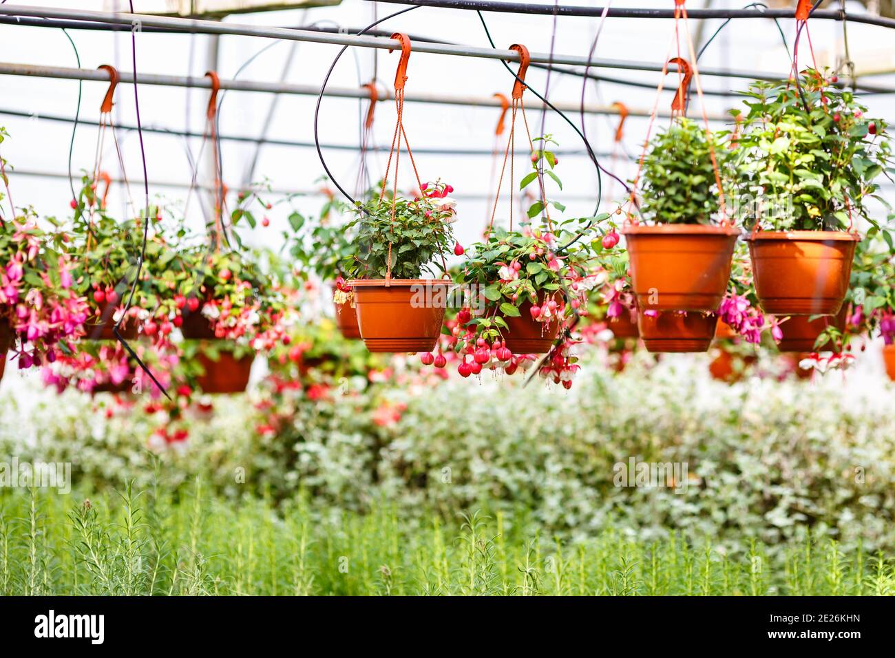 rows of young flowers in greenhouse with a lot of indoor plants on plantation Stock Photo