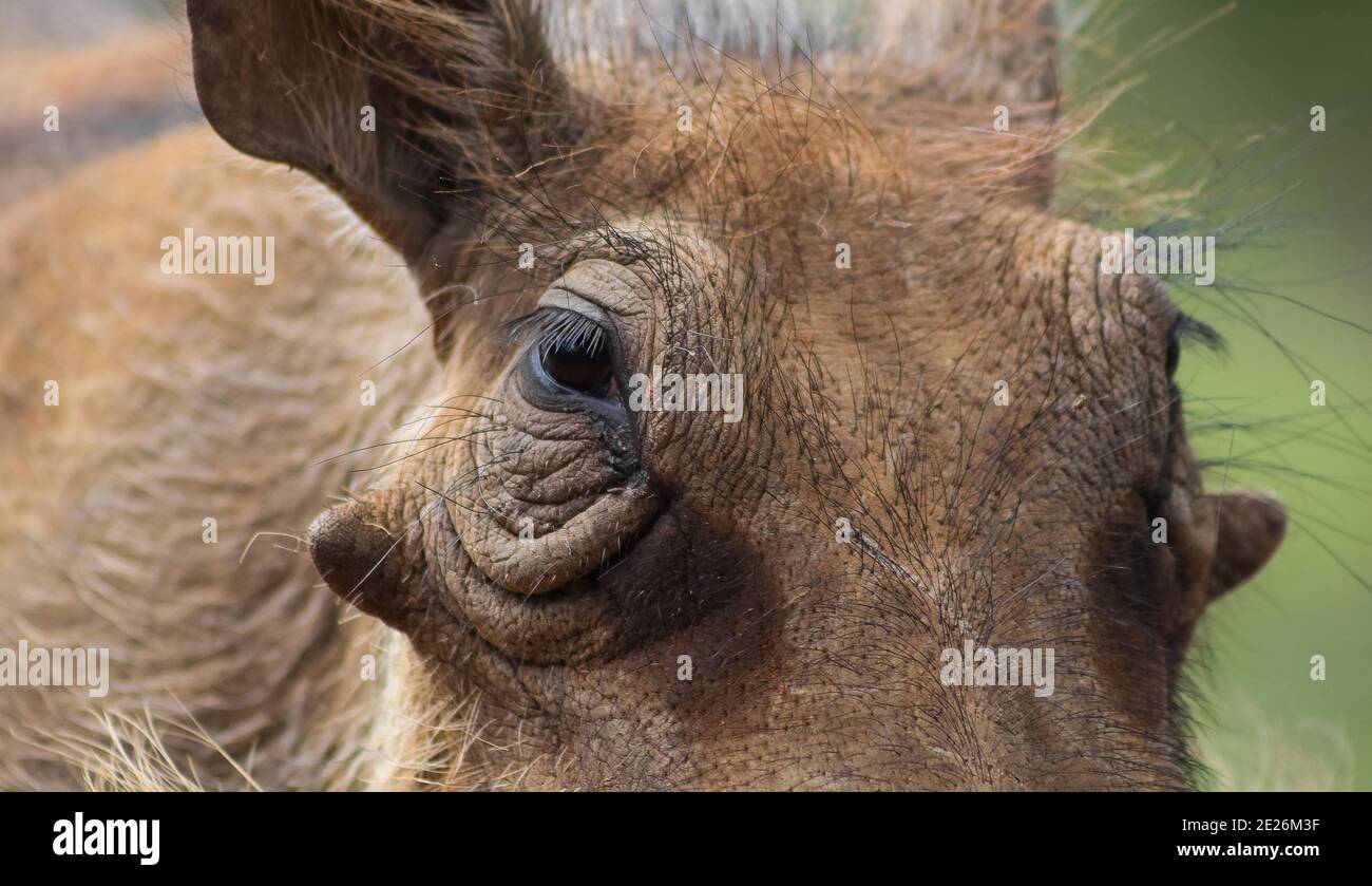 Selective closeup of the face of a common warthog (Phacochoerus ...