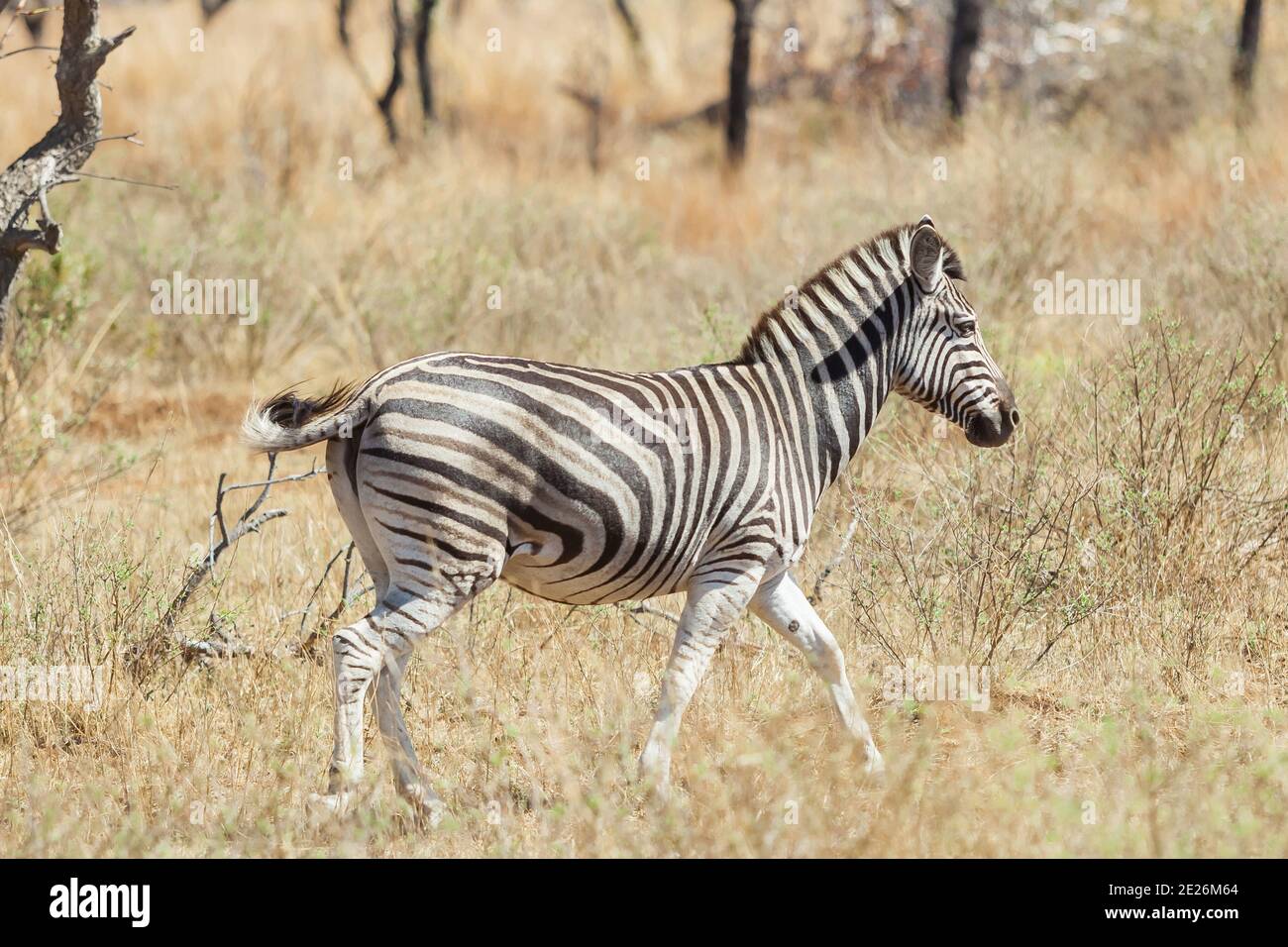 Zebra walking on a grass field in a game reserve Stock Photo - Alamy