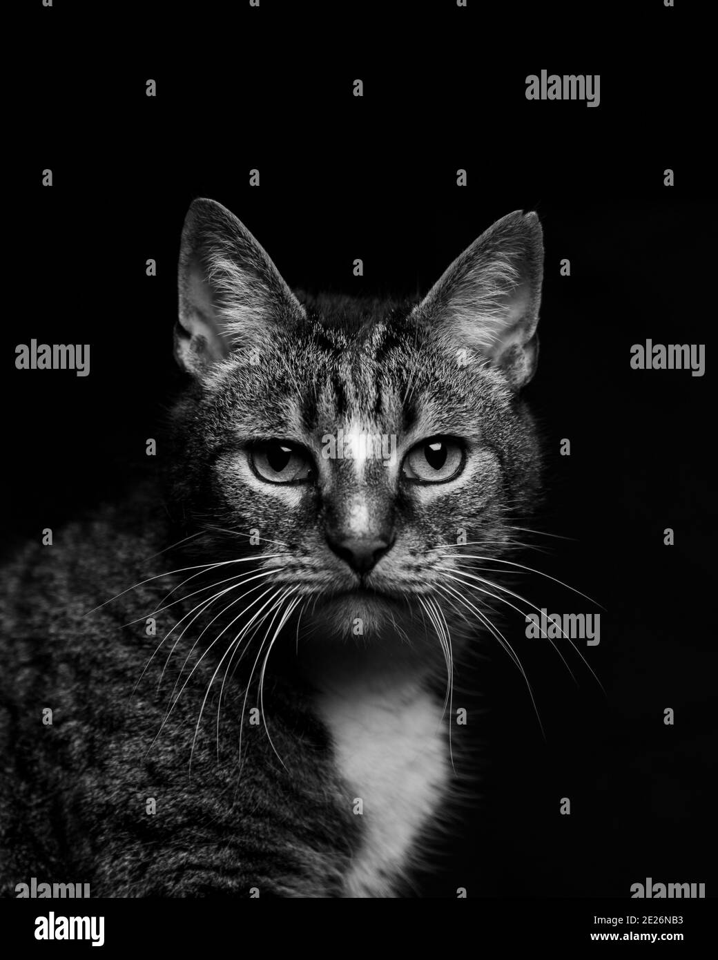 Grumpy looking animals Black and White Stock Photos & Images - Alamy