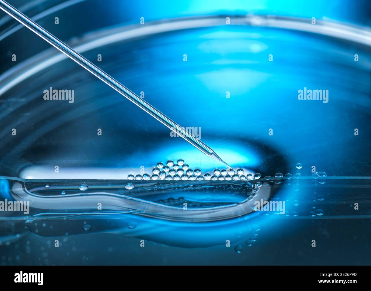 Nuclear transfer being carried out on several embryonic stem cells Stock Photo