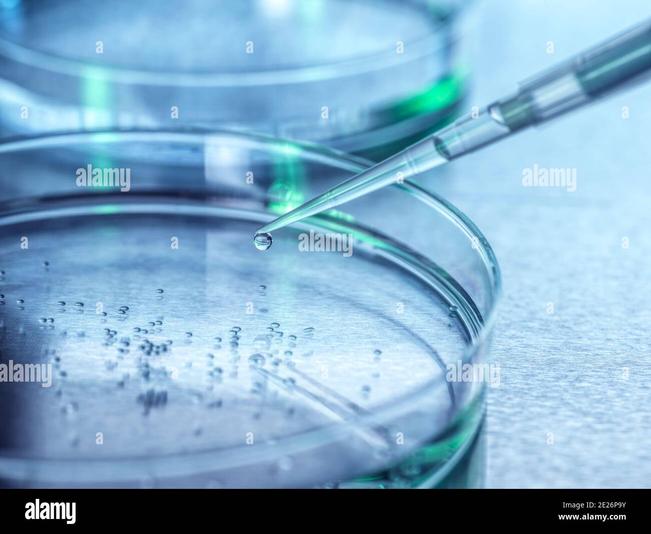 Cell Biology, Pipetting sample into a petri dish containing cells. Stock Photo