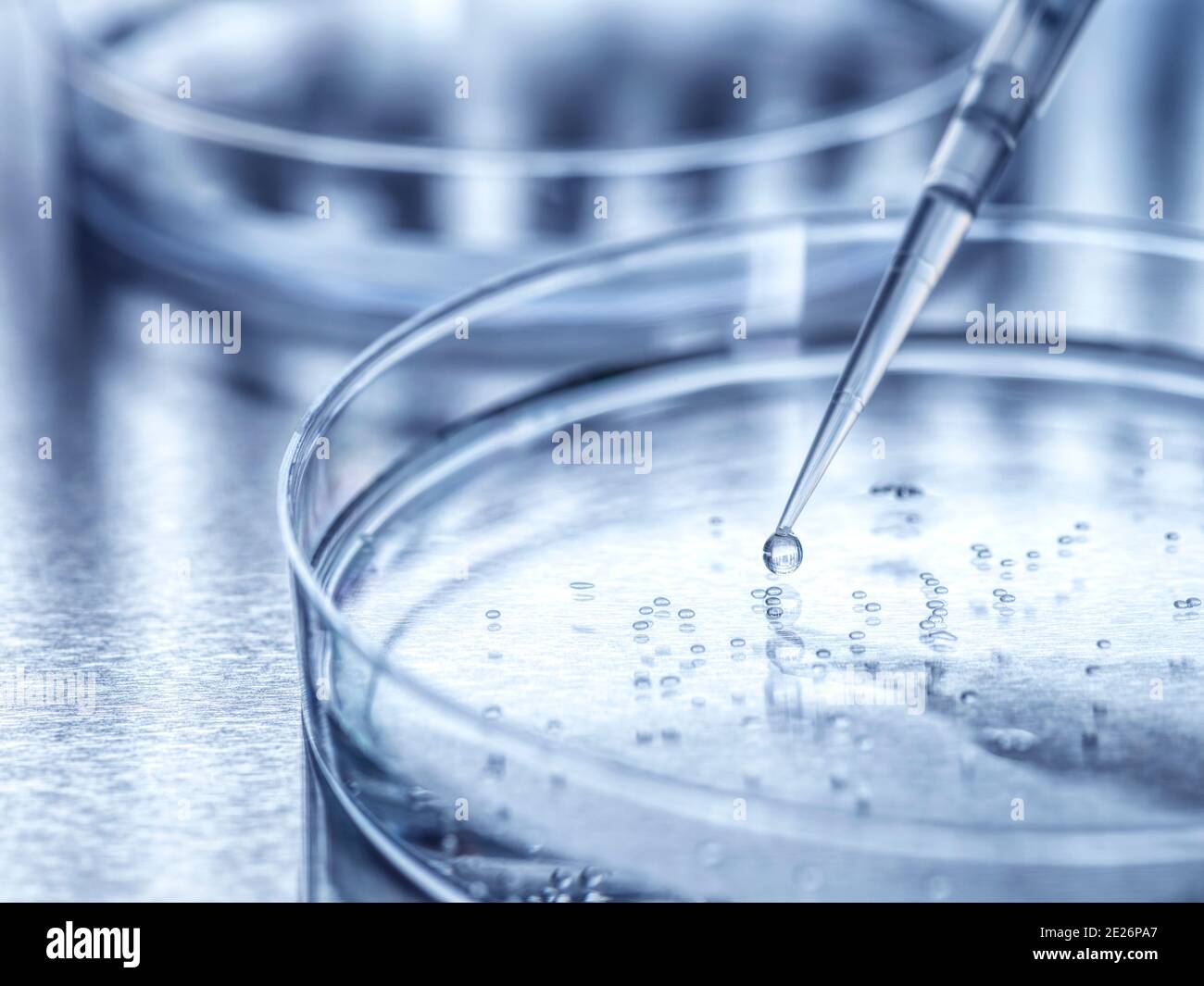 Cell Research, Pipetting sample into a petri dish of cells in the lab
