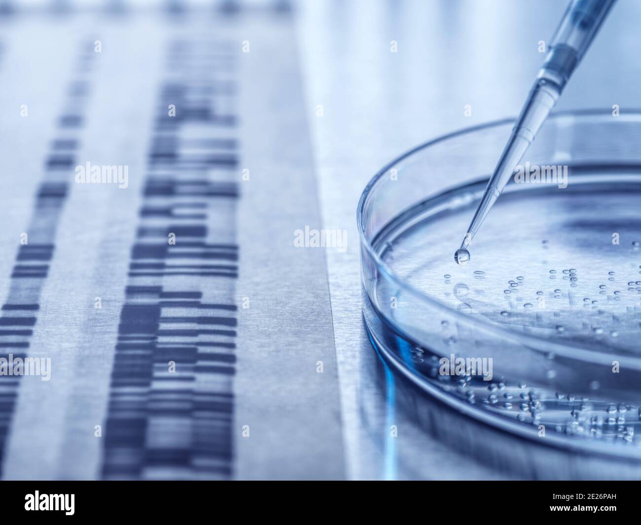 Genetic Research, Pipetting sample into a petri dish of cells. Stock Photo