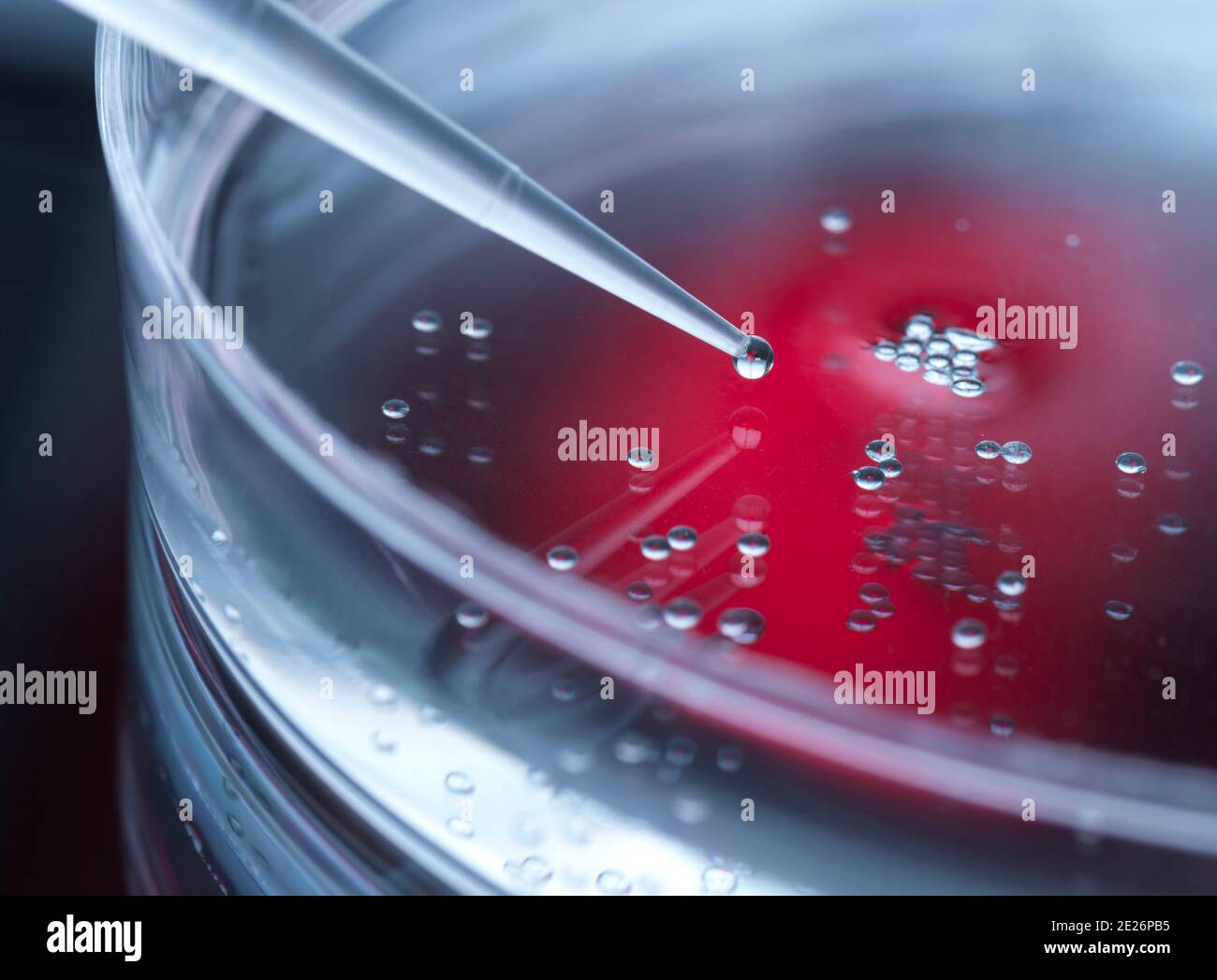 Cell Research, Pipetting sample into a petri dish of cells in the lab Stock Photo