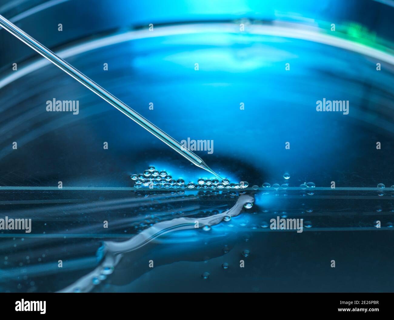 Nuclear transfer being carried out on several embryonic stem cells. Stock Photo