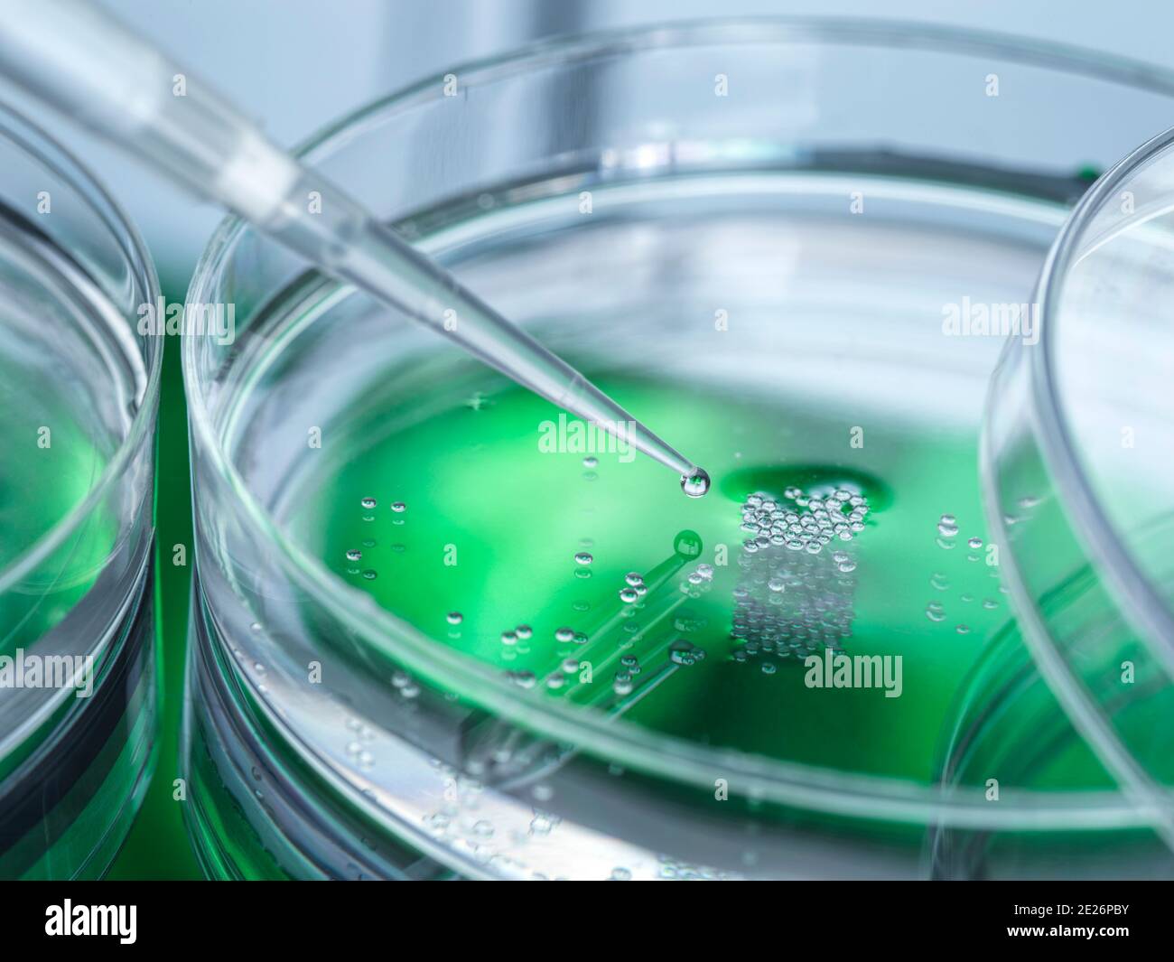 Cell Research, Pipetting sample into a petri dish of cells in the lab Stock Photo