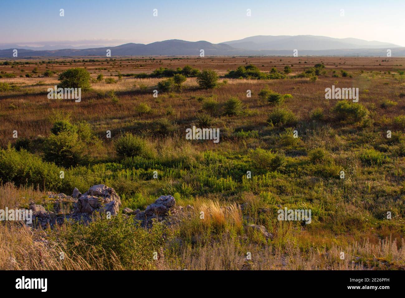 Mediterranean shrubland in summer Stock Photo Alamy