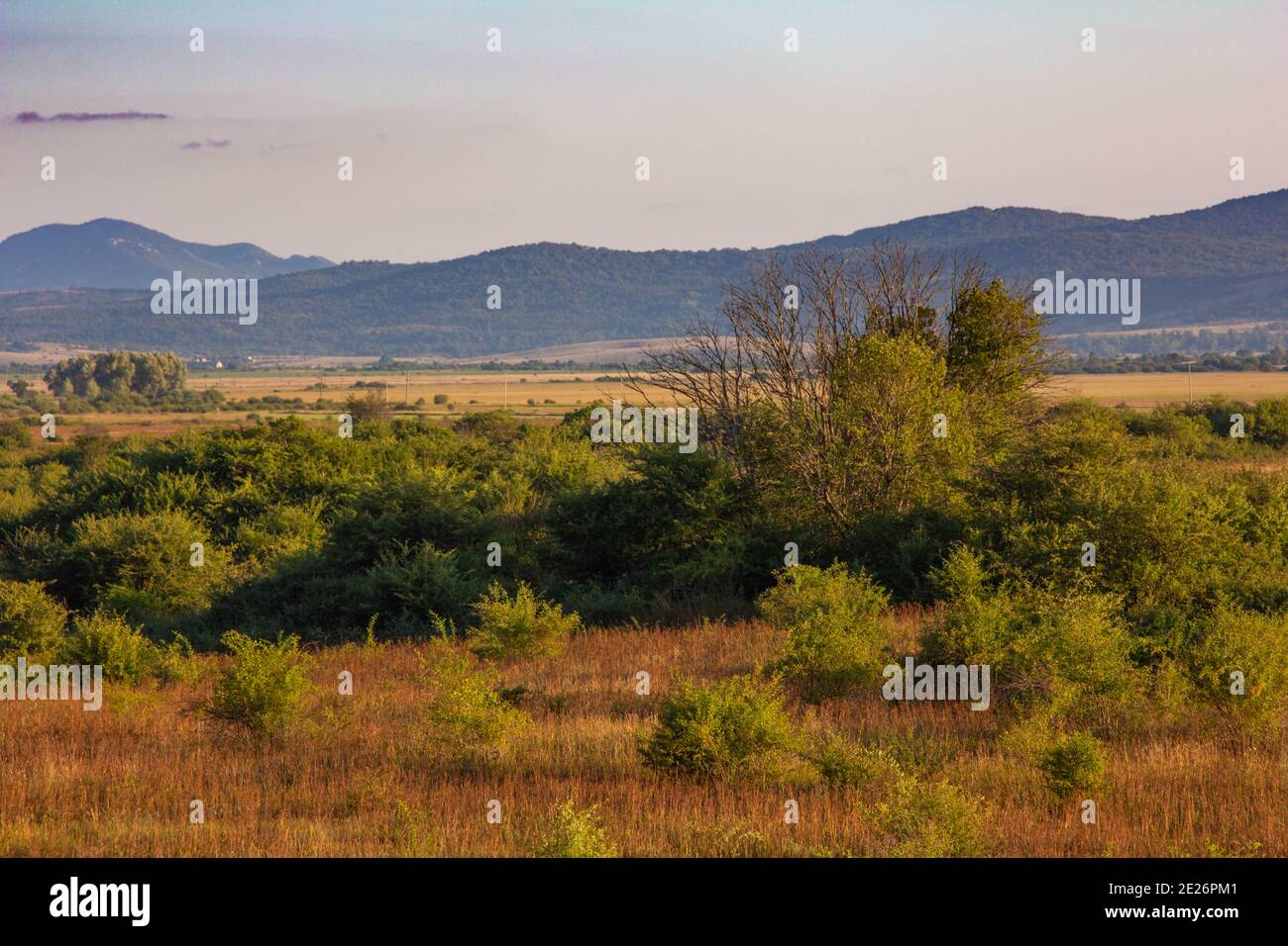 Shrubland vegetation with mountains in the distance Stock Photo Alamy