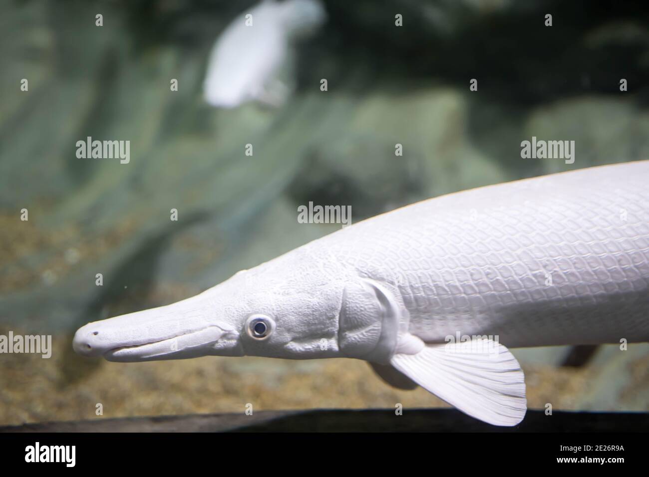 Blurry photo of an Albino Aligator Gar in a Clear Aquarium. White Aligator Gar in an aquarium Stock Photo