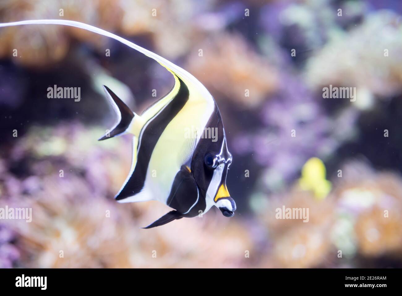 Blurry photo of Moorish idol fish Zanclus cornutus in a clear aquarium. Stock Photo