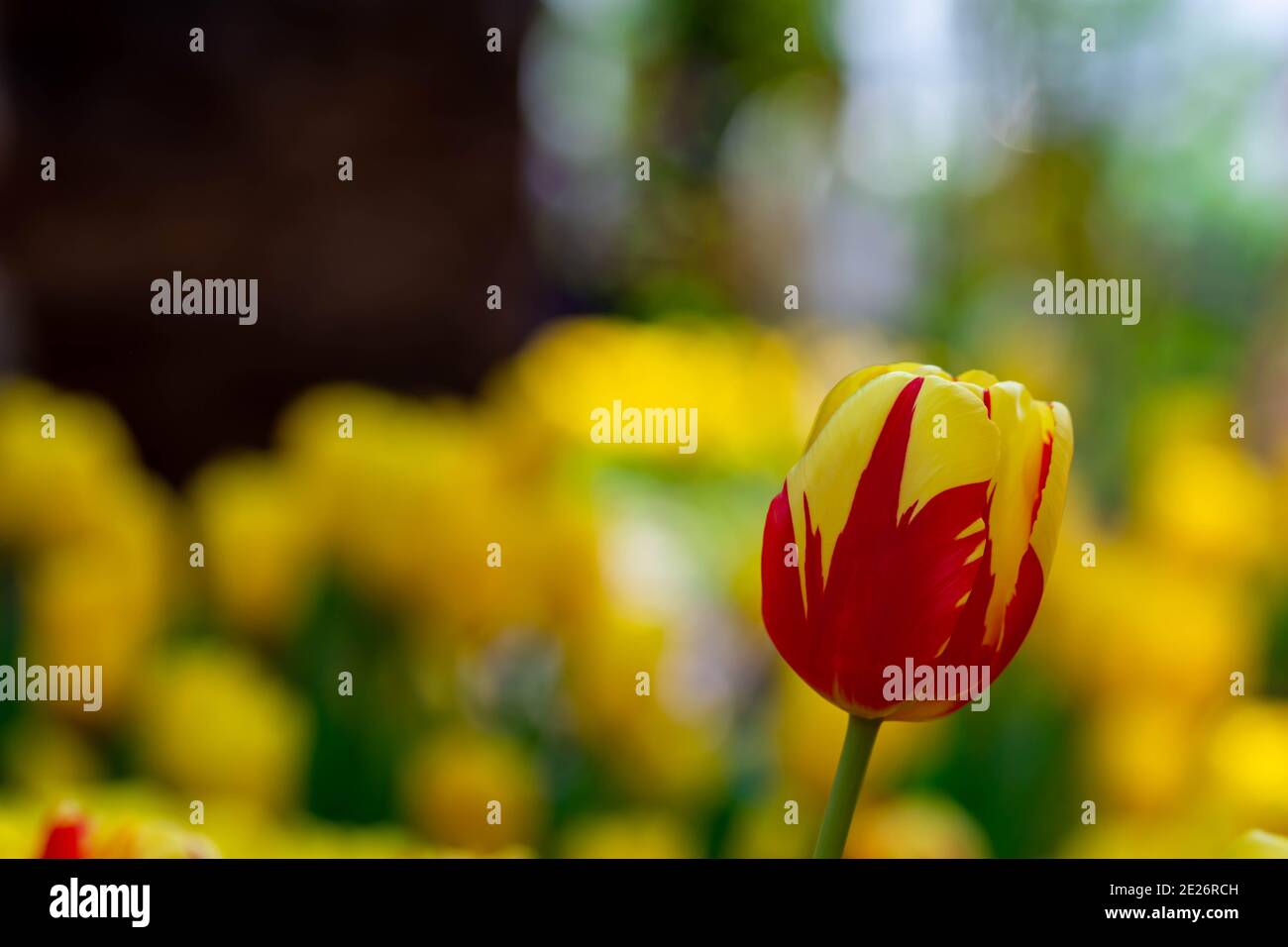 Red and yellow tulips with blurry yellow background in a flower garden ...
