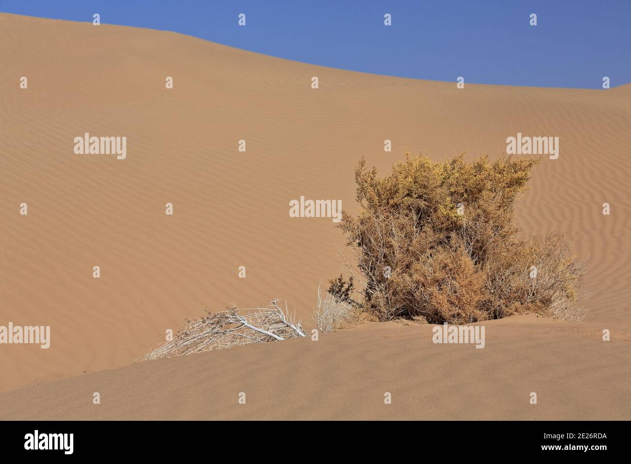 Unidentified isolated dry shrub. Badain Jaran Desert-Inner Mongolia-China-1209 Stock Photo