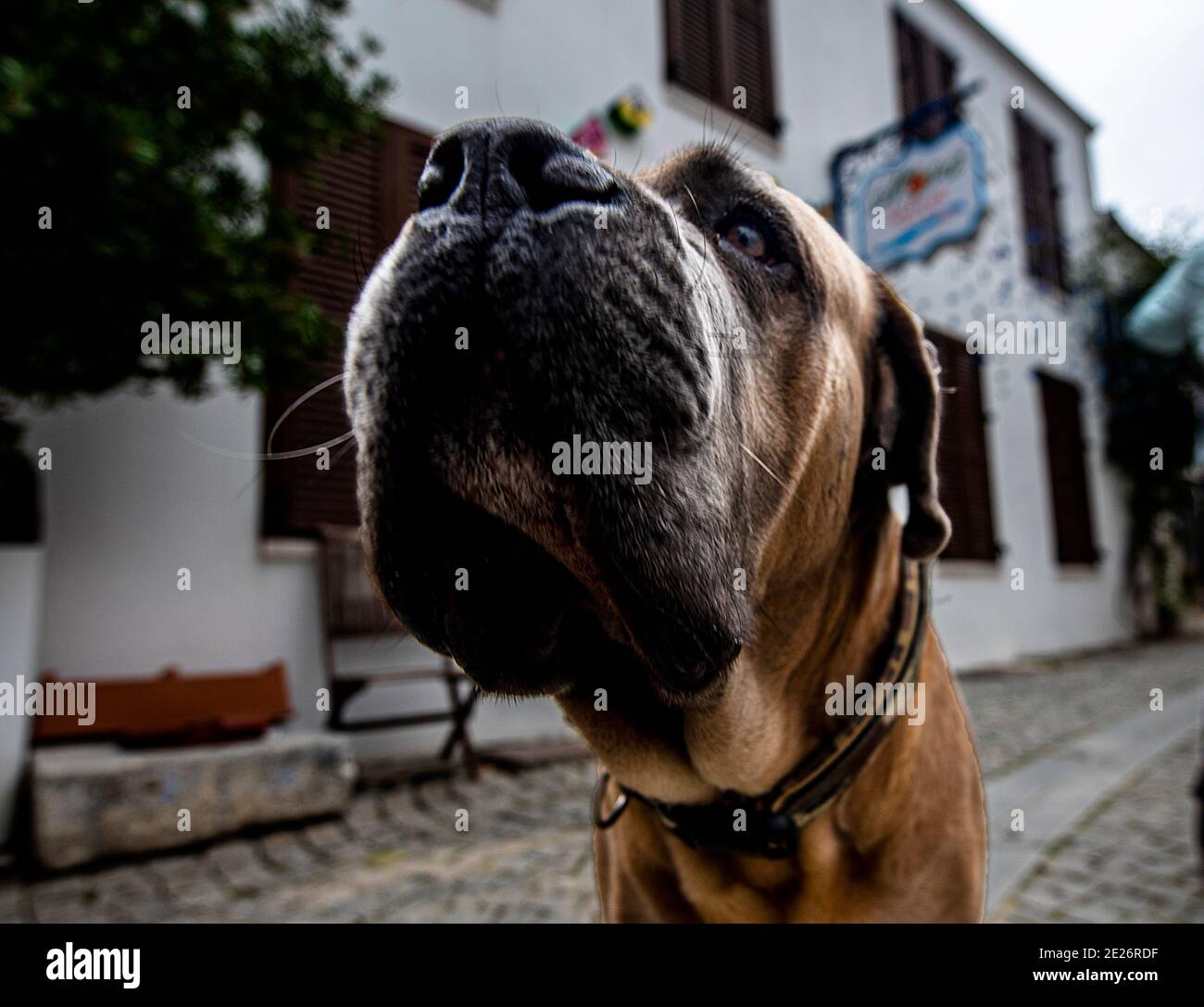 A dog with a huge head in Sığacık izmir Turkey Stock Photo Alamy