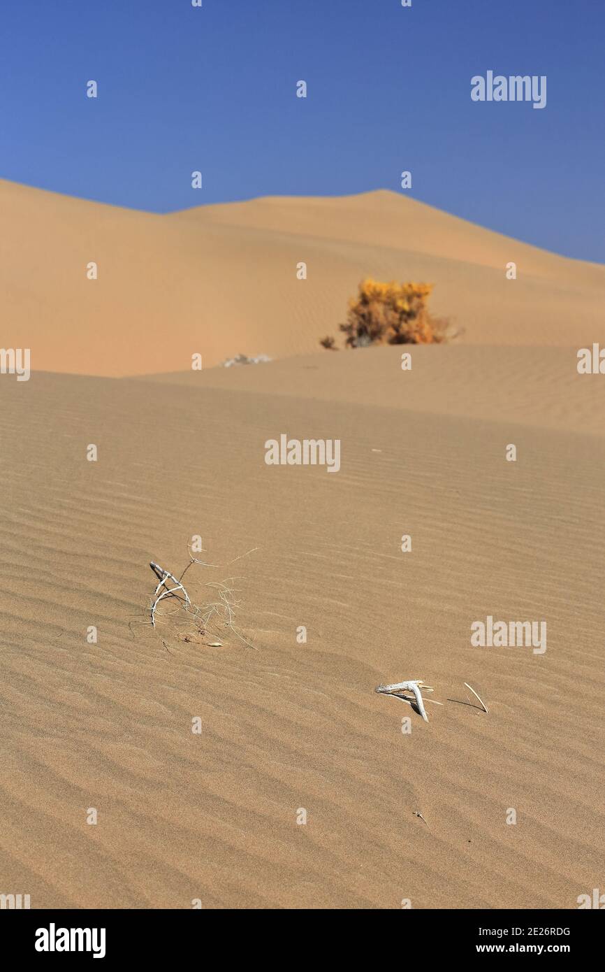 Unidentified isolated dry shrub. Badain Jaran Desert-Inner Mongolia-China-1211 Stock Photo