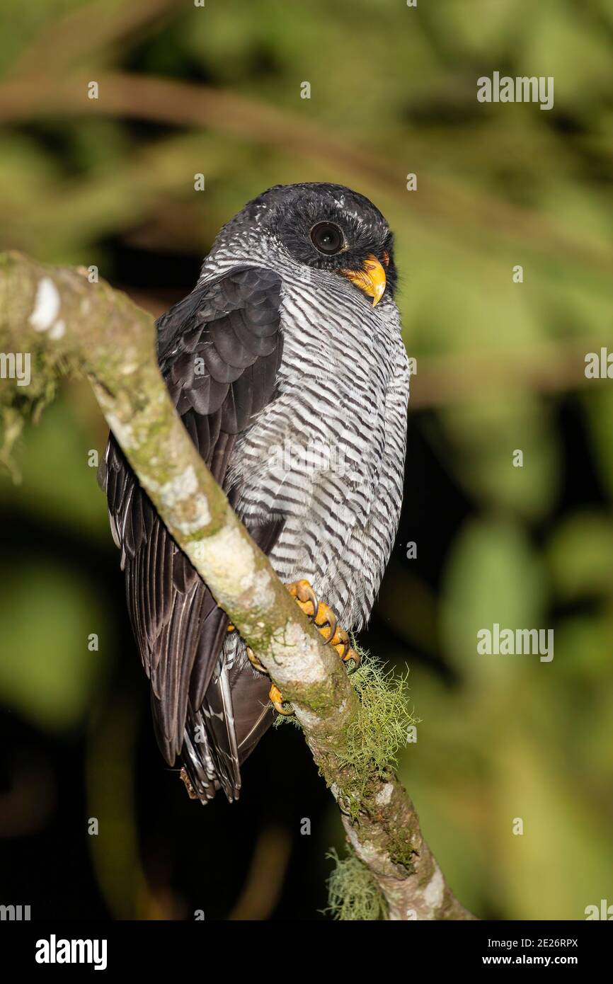 black-and-white owl (Strix nigrolineata) single adult perched on branch of tree in rain forest, Ecuador Stock Photo
