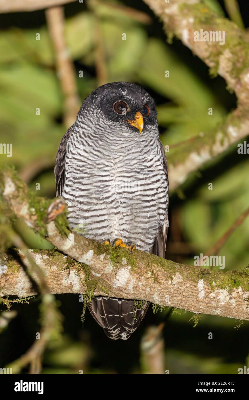 black-and-white owl (Strix nigrolineata) single adult perched on branch of tree in rain forest, Ecuador Stock Photo