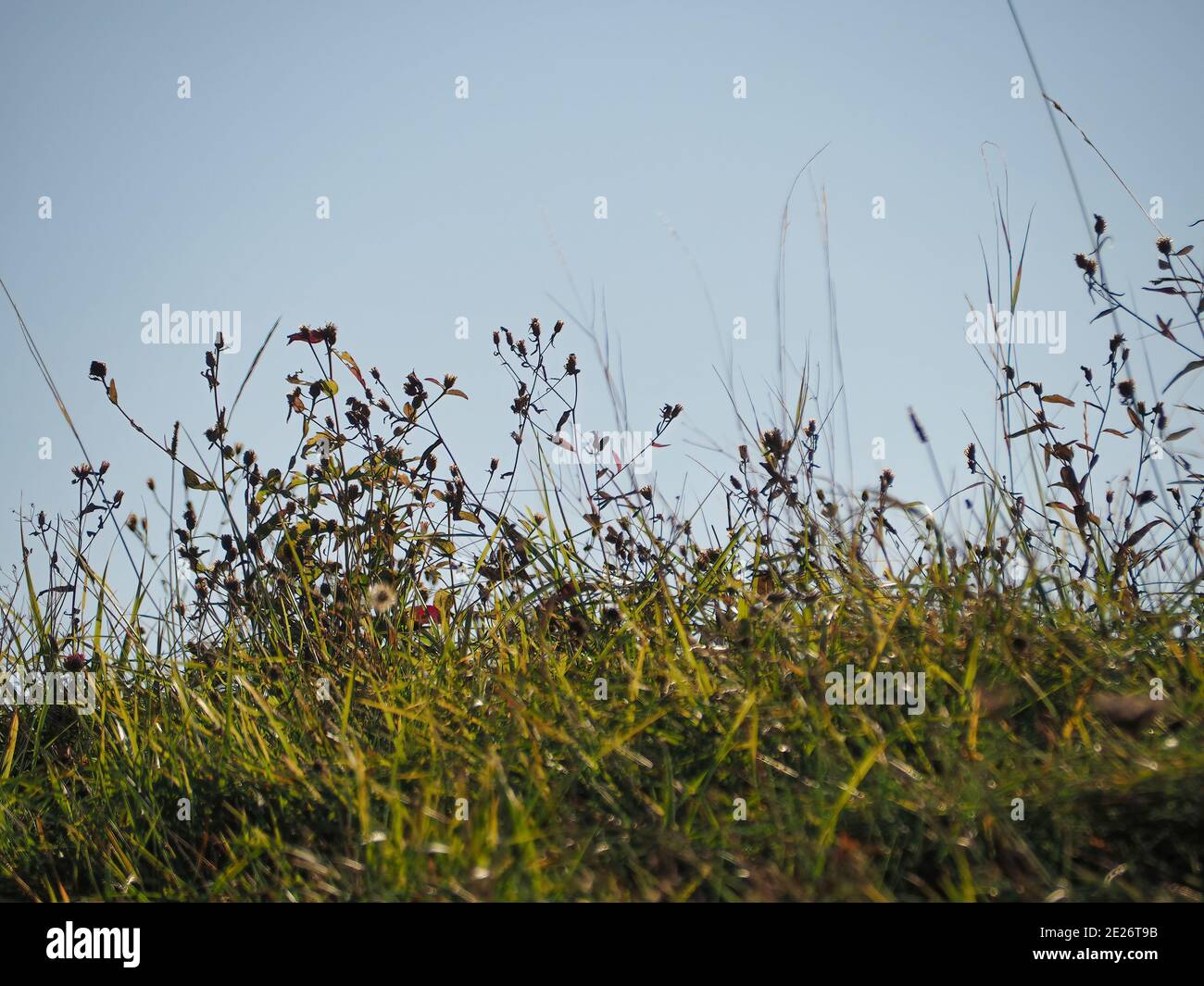 Closeup shot reeds plants hi-res stock photography and images - Alamy
