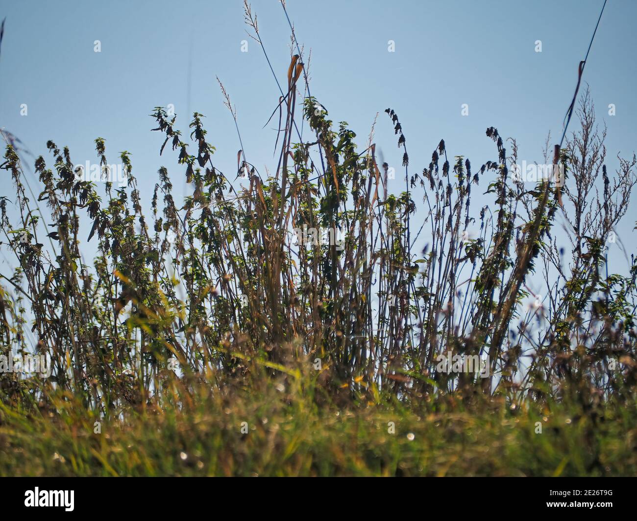 Closeup shot reeds plants hi-res stock photography and images - Alamy