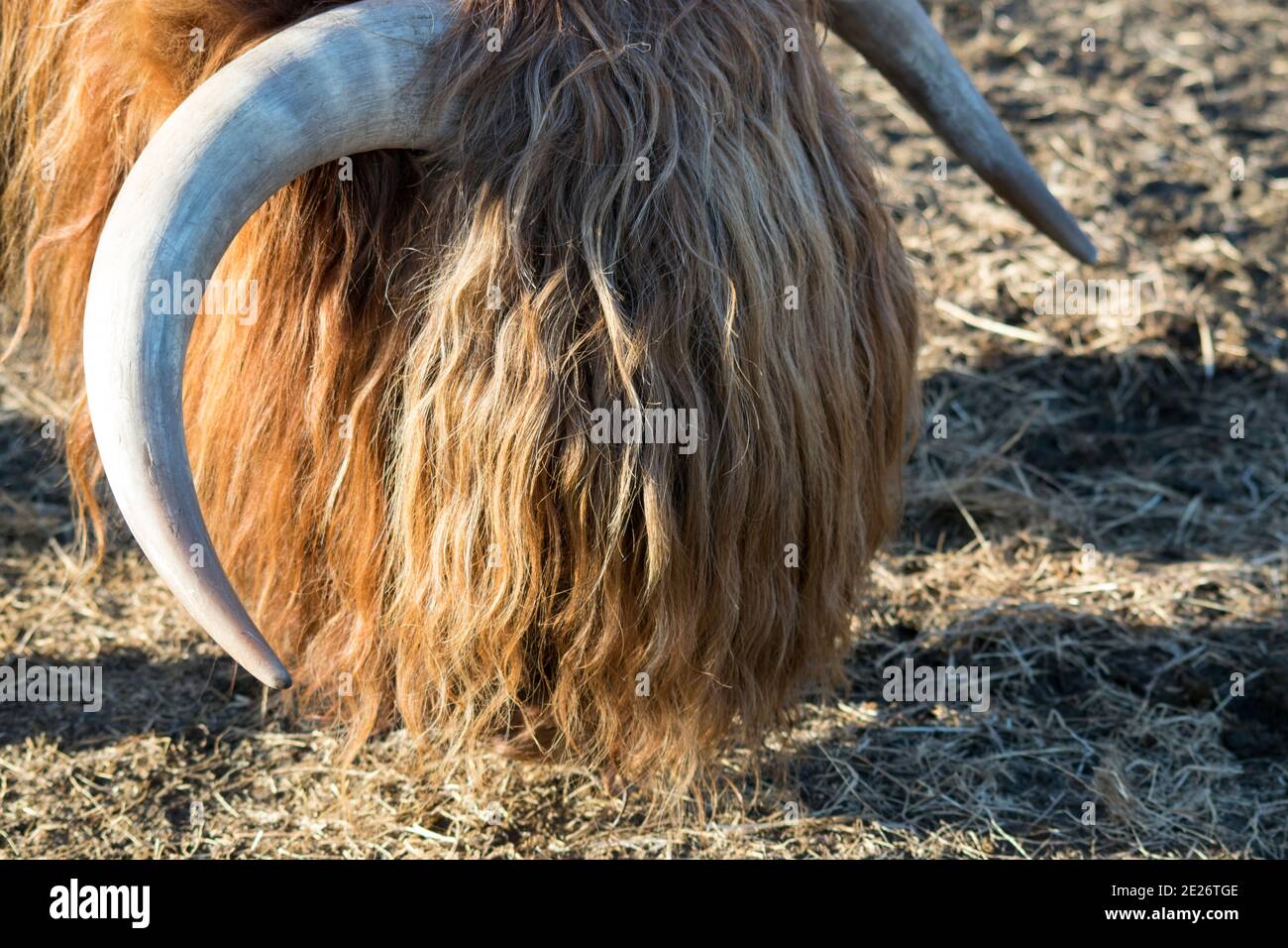 Hairy Highland cow Stock Photo