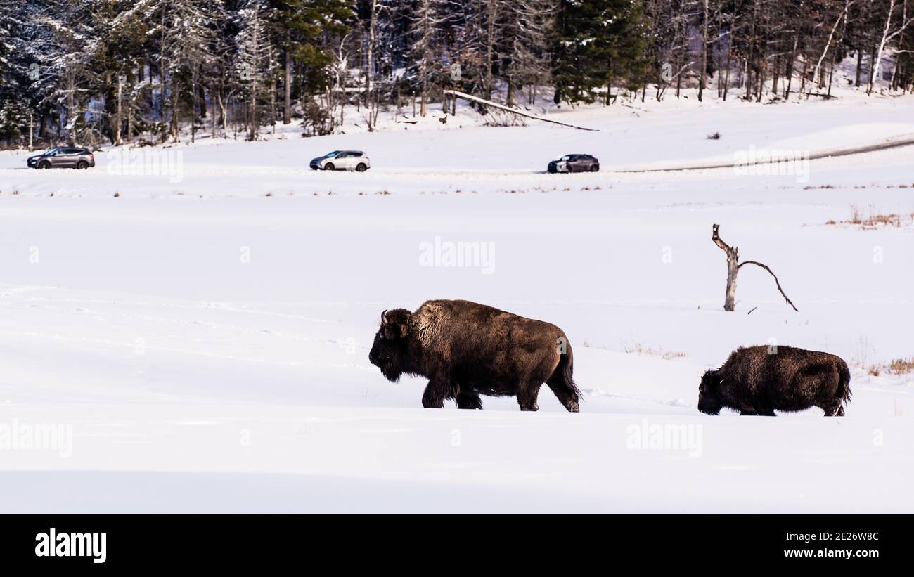 Parc Omega, Canada, January 2 2021 -  The bison roaming in snow forest in the Omega Park in Canada Stock Photo