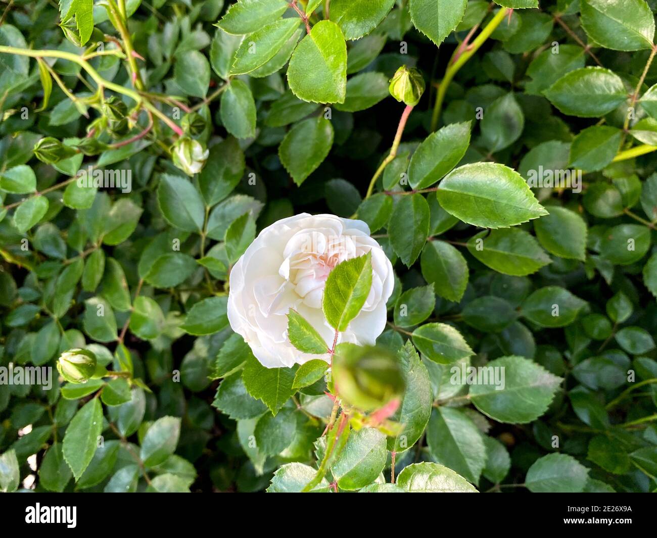 Compact White Roses Small white roses bushes blooming on the green leaves background in ...