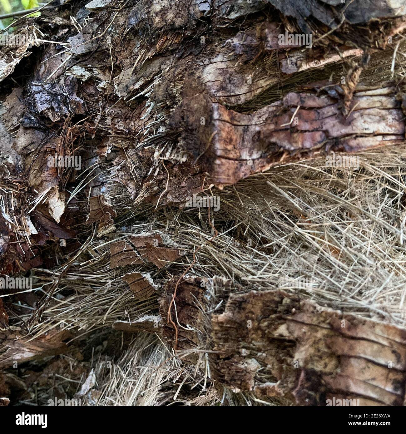 An abstract macro that is partially blurred of the back of a tree that can be used as a background. Stock Photo