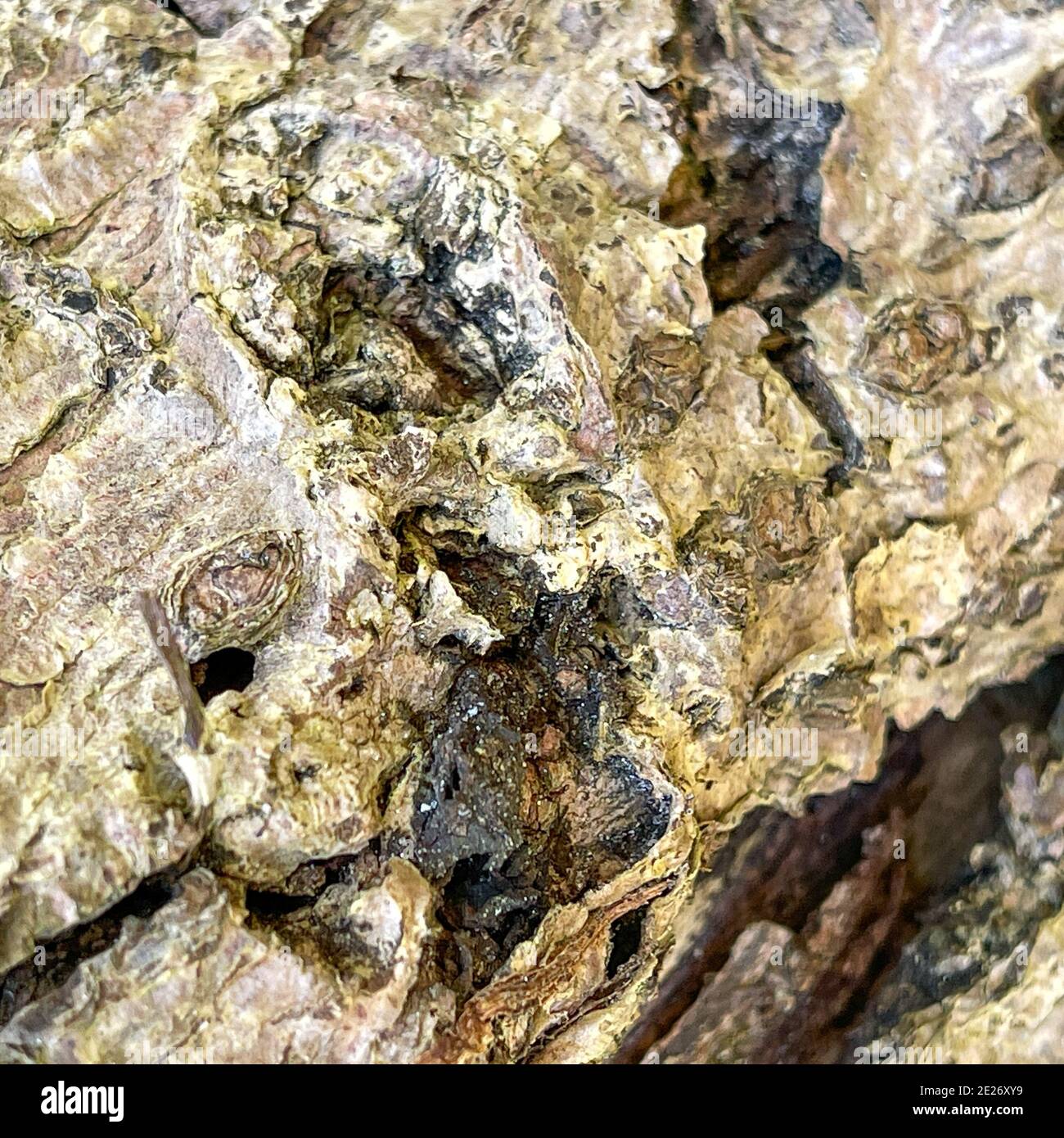 An abstract macro that is partially blurred of the back of a tree that can be used as a background. Stock Photo