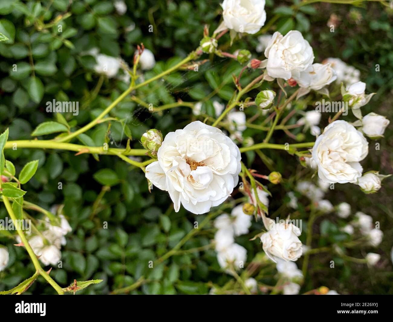 Small white roses bushes blooming on the road in garden. Beautiful