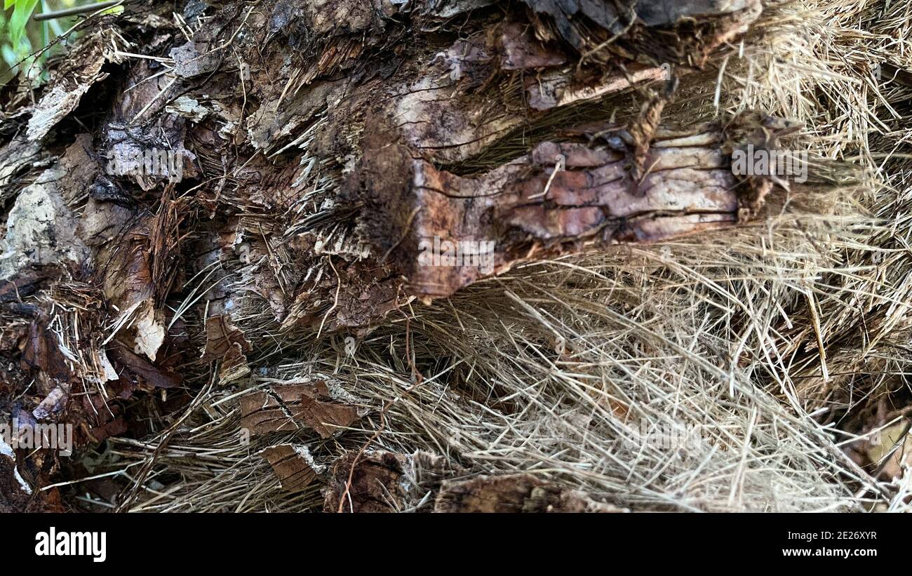 An abstract  macro that is partially blurred of the back of a tree that can be used as a background. Stock Photo