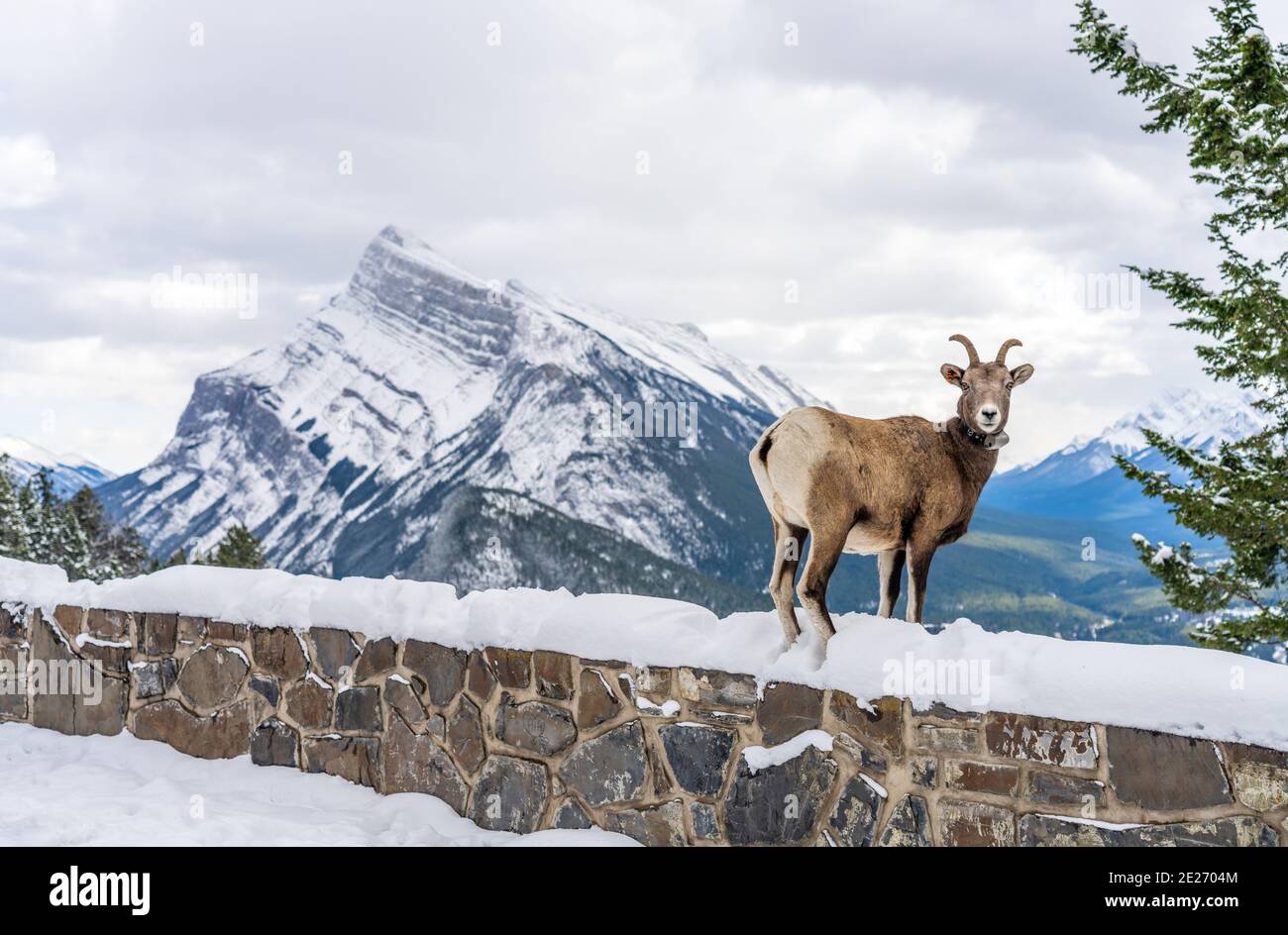 One Bighorn Sheep ewe with radio tracking collar. Banff National Park, Mount Norquay Banff View Point, Canadian Rockies, Canada. Stock Photo
