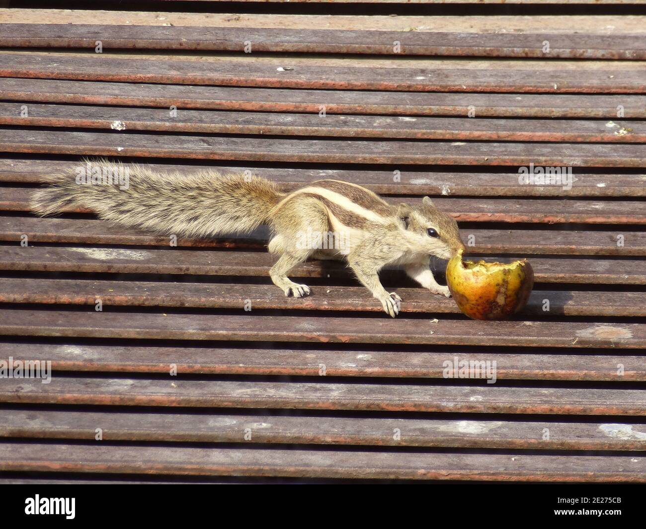 Funny Chipmunk is having breakfast Stock Photo