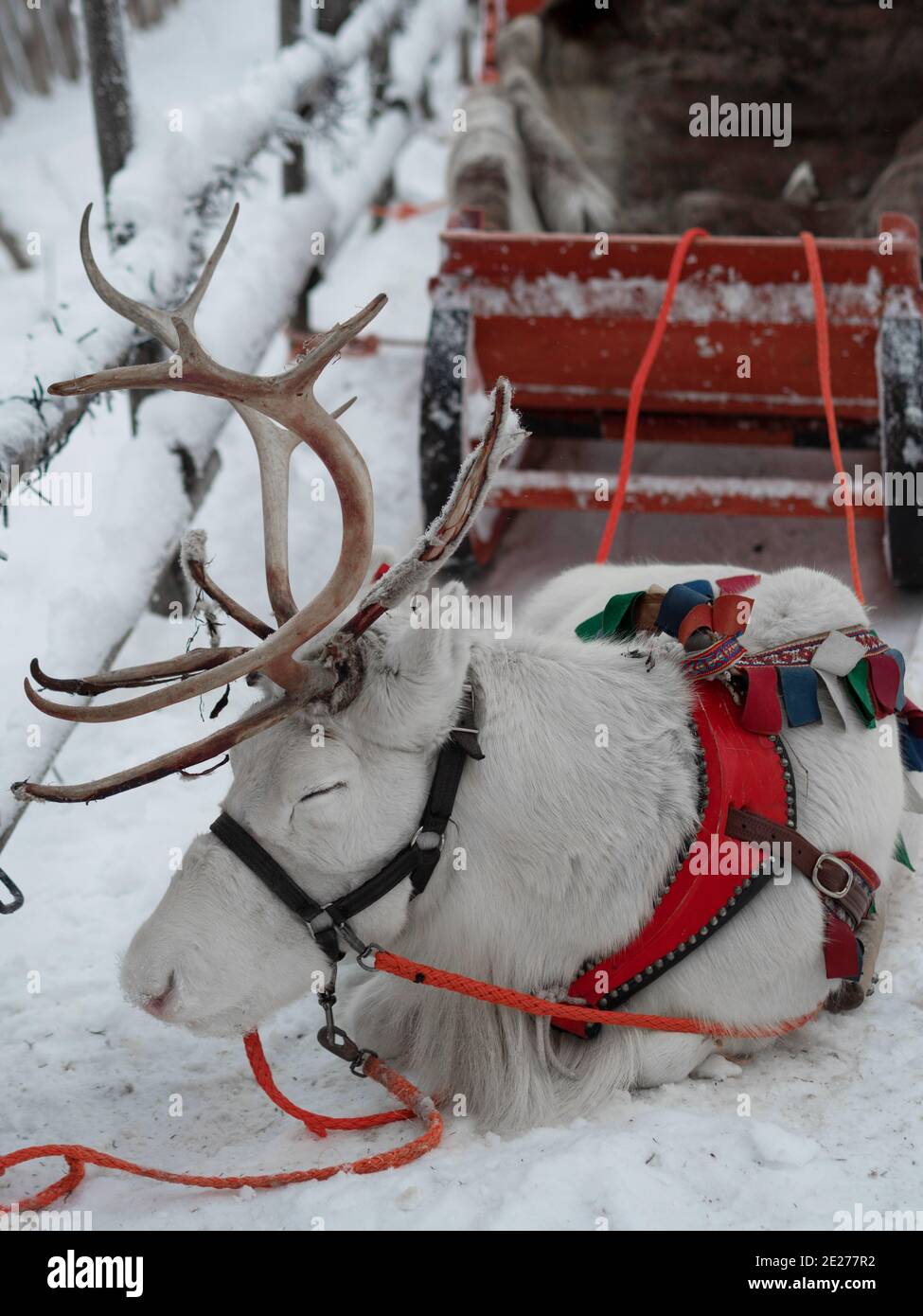 Reindeer harness hi-res stock photography and images - Alamy