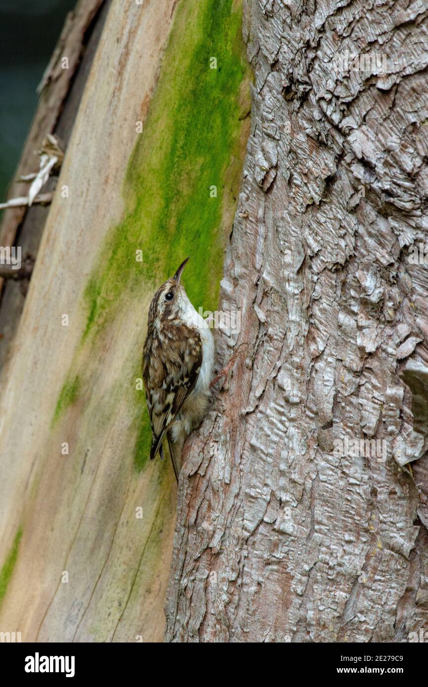 Treecreeper (Certhia familiaris). Emerging from a nest made behind the cover of loose bark on a dead Cupressus leylandii Tree in a woodland garden. Stock Photo