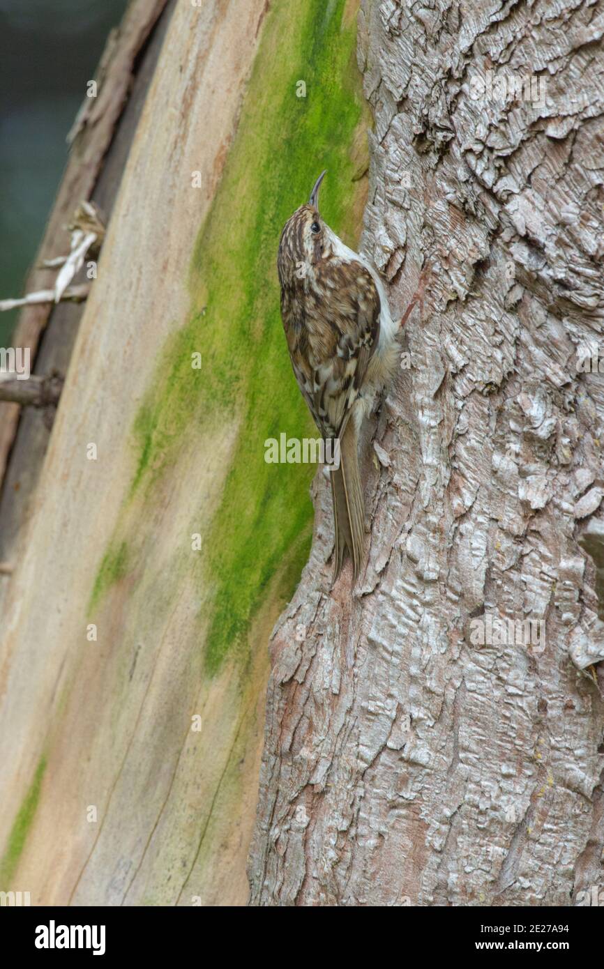 Treecreeper (Certhia familiaris). Searching for bark-dwelling insects. Climbing up the trunk of a garden tree. Cryptic, camouflage plumage feathers. Stock Photo