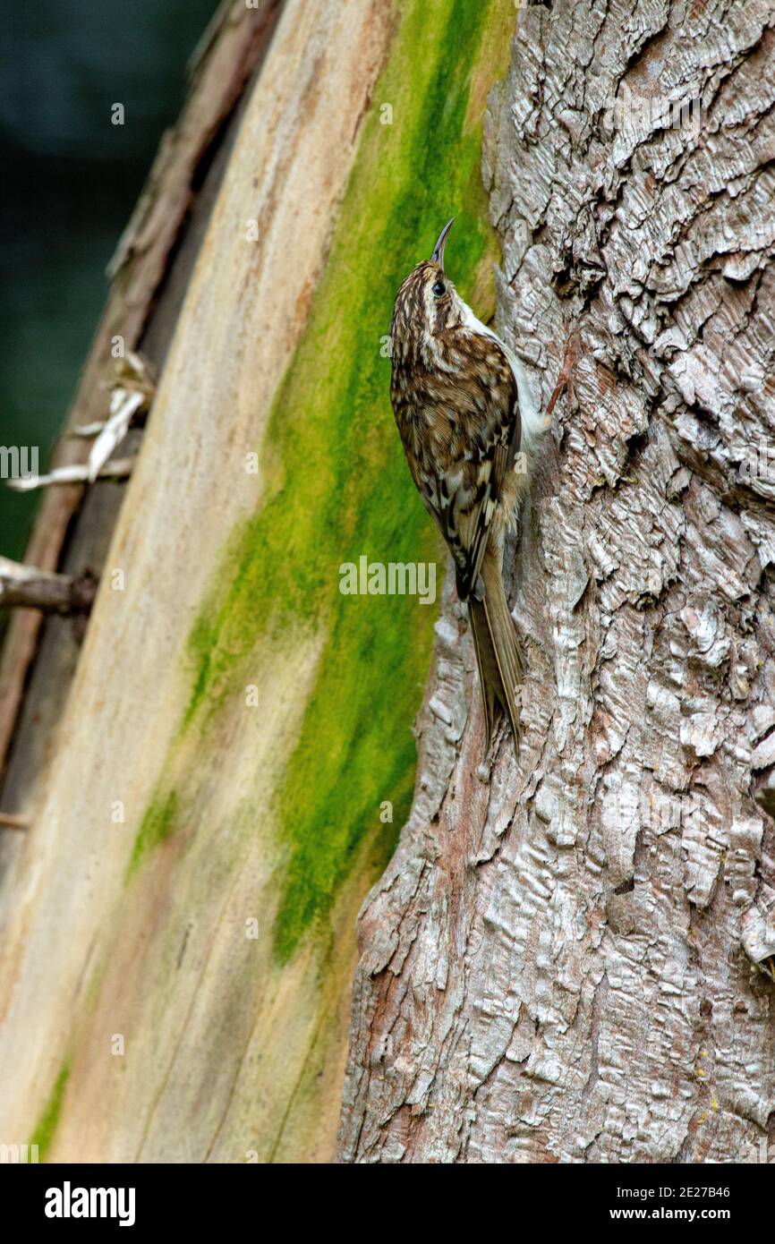 Treecreeper (Certhia familiaris). Searching for bark-dwelling insects. Climbing trunk of a garden Cupressus tree using stiff tail feathers for  support. Stock Photo